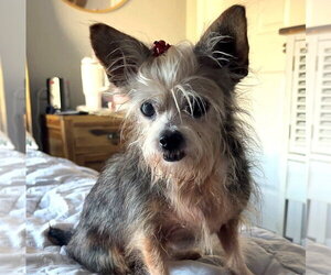 Hazel #spunky-lil-girl - Female Mutt Dog for Adoption - Photo #3