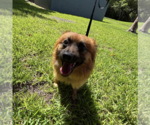 Small #2 Pomeranian Mix