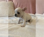 Small Photo #17 French Bulldog Puppy For Sale in JOHNS ISLAND, SC, USA