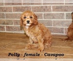 Small #1 Cavapoo