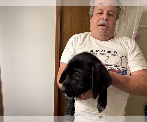 Medium Photo #11 Schweenie Puppy For Sale in DOTHAN, AL, USA