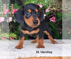 Dachshund Puppy for sale in NATHALIE, VA, USA