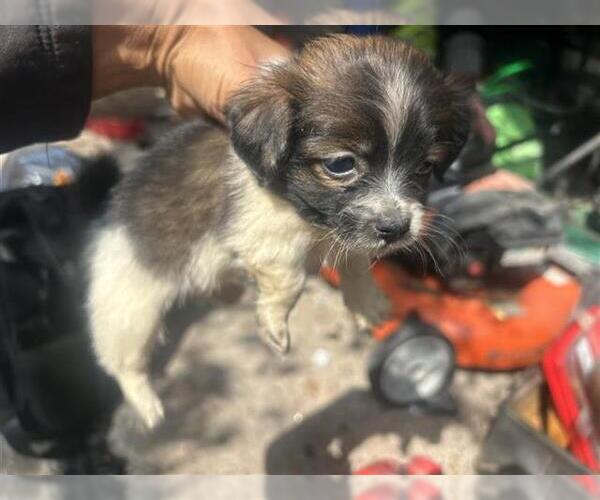Medium Photo #1 Chihuahua-Unknown Mix Puppy For Sale in Houston, TX, USA