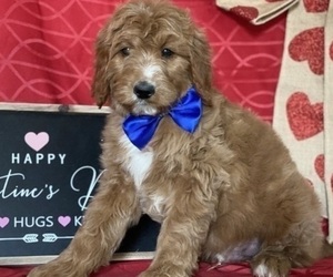 Goldendoodle Puppy for sale in LANCASTER, PA, USA