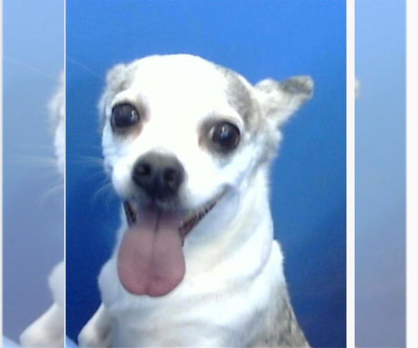 Medium Photo #4 Chihuahua-Unknown Mix Puppy For Sale in Canton, CT, USA