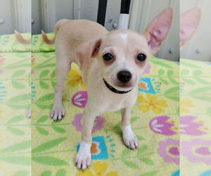 Chihuahua Dogs for adoption in Mountain View, MO, USA