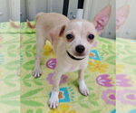 Small Chihuahua