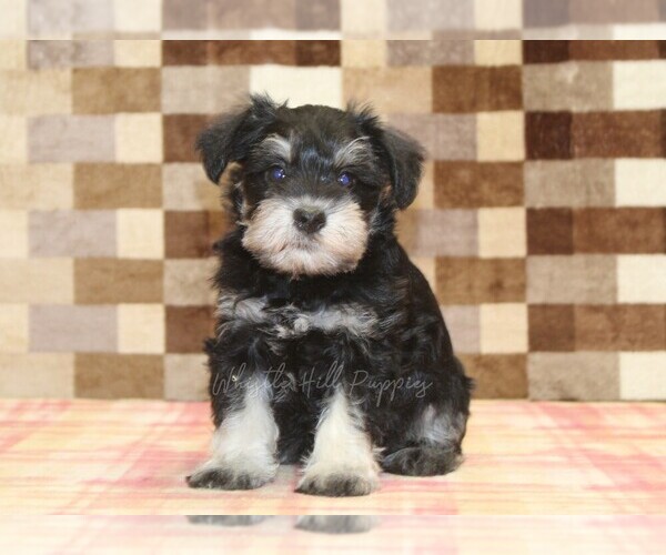 Medium Photo #5 Schnauzer (Miniature) Puppy For Sale in DENVER, PA, USA