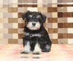 Small #4 Schnauzer (Miniature)