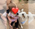 Small #2 Australian Shepherd-Great Pyrenees Mix