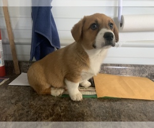 American Corgi Puppy for sale in CONWAY, MO, USA