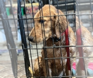Golden Retriever Puppy for Sale in EXETER, California USA