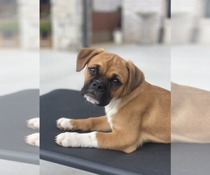 Puggle Puppy for sale in OWASSO, OK, USA