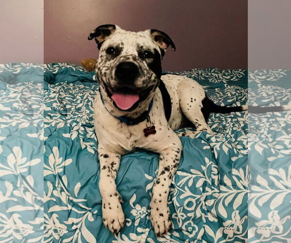 Medium Photo #2 American Staffordshire Terrier-Unknown Mix Puppy For Sale in Key Largo, FL, USA
