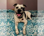 Small #1 American Staffordshire Terrier Mix