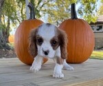 Small #2 Cavalier King Charles Spaniel