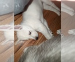 Small Photo #12 Siberian Husky Puppy For Sale in SYLVA, NC, USA