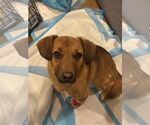 Small #2 German Shepherd Dog-Pembroke Welsh Corgi Mix