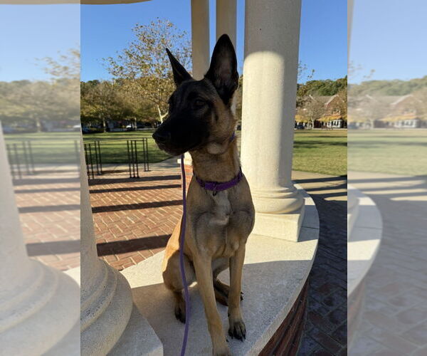 Medium Photo #5 Mutt Puppy For Sale in Imlay City, MI, USA