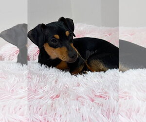 Cri-Kee - Female Dachshund-Unknown Mix Dog for Adoption - Photo #2