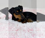Small Photo #2 Dachshund-Unknown Mix Puppy For Sale in Greenville, SC, USA
