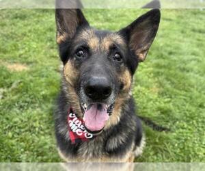 German Shepherd Dog Dogs for adoption in Pueblo, CO, USA