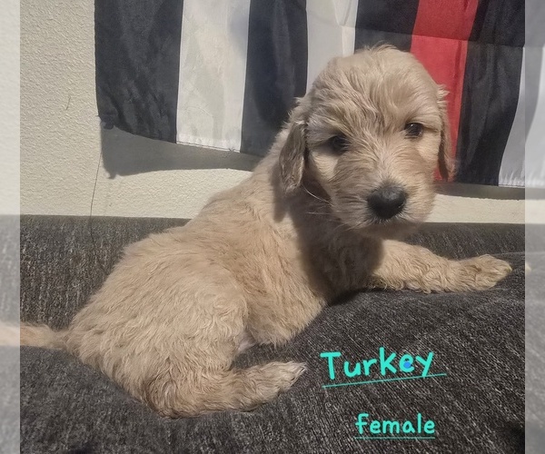 Medium Photo #7 Goldendoodle mix (+ Poodle Standard) Puppy For Sale in LA PINE, OR, USA