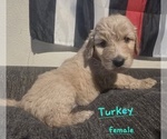 Small #6 Goldendoodle mix (+ Poodle Standard)
