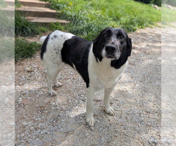 Medium Photo #2 Mutt Puppy For Sale in Vail, AZ, USA