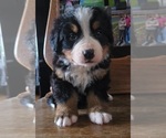 Small #3 Bernese Mountain Dog