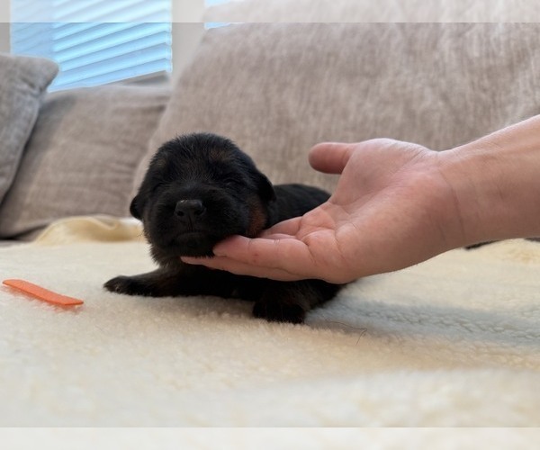 Medium Photo #5 German Shepherd Dog Puppy For Sale in BATTLE GROUND, WA, USA