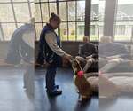 Small Photo #20 Boxer Puppy For Sale in Austin, TX, USA