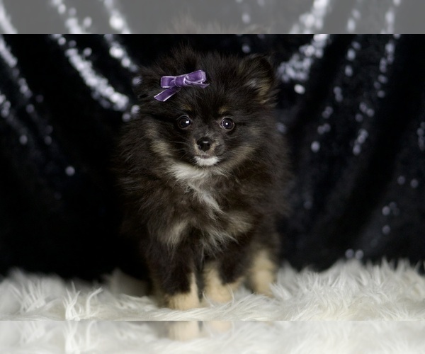 Medium Photo #4 Pomeranian Puppy For Sale in WARSAW, IN, USA