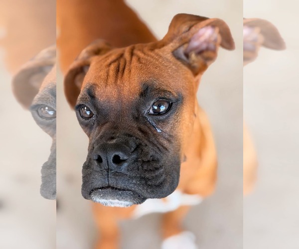 Medium Photo #2 Boxer Puppy For Sale in Dumont, NJ, USA