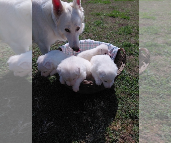 Medium Photo #2 German Shepherd Dog Puppy For Sale in DISPUTANTA, VA, USA