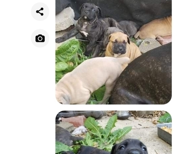 Medium Photo #9 Cane Corso Puppy For Sale in ROSEBURG, OR, USA