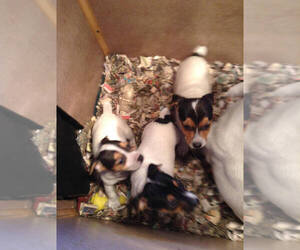 Jack Russell Terrier Puppy for sale in HURDLAND, MO, USA