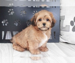 Shih-Poo Puppy for sale in MARIETTA, GA, USA