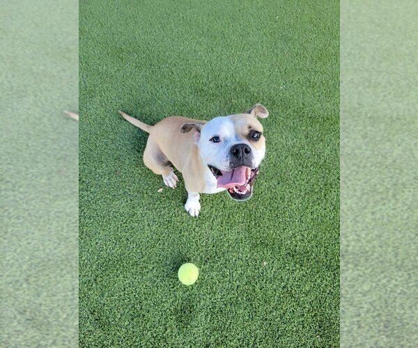 Medium Photo #13 Boxer-Unknown Mix Puppy For Sale in New York, NY, USA