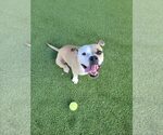 Small #12 Boxer Mix