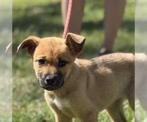 Mutt Dogs for adoption in Yardley, PA, USA