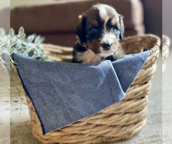Medium Photo #3 Bernedoodle Puppy For Sale in BUFFALO, MO, USA