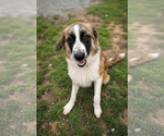 Small #3 Great Pyrenees Mix