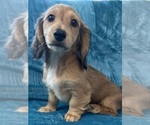 Small #1 Dachshund