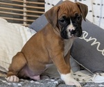 Small Photo #42 Boxer Puppy For Sale in GOSHEN, IN, USA