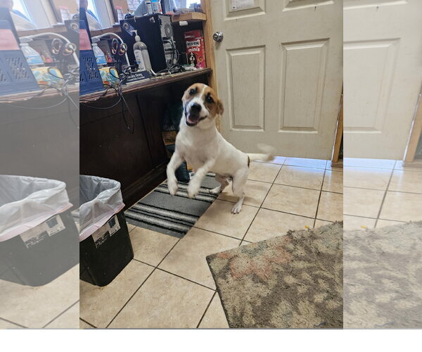 Medium Photo #2 Labbe Puppy For Sale in Tracy City, TN, USA