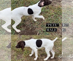 German Shorthaired Pointer Puppy for sale in WAKEFIELD, KS, USA