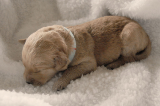 Medium Photo #1 Goldendoodle Puppy For Sale in NORTH BEND, OR, USA
