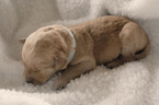 Small Photo #1 Goldendoodle Puppy For Sale in NORTH BEND, OR, USA