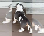 Puppy Pied American Bully